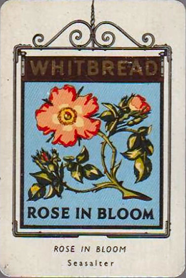 Rose in Bloom card 1951