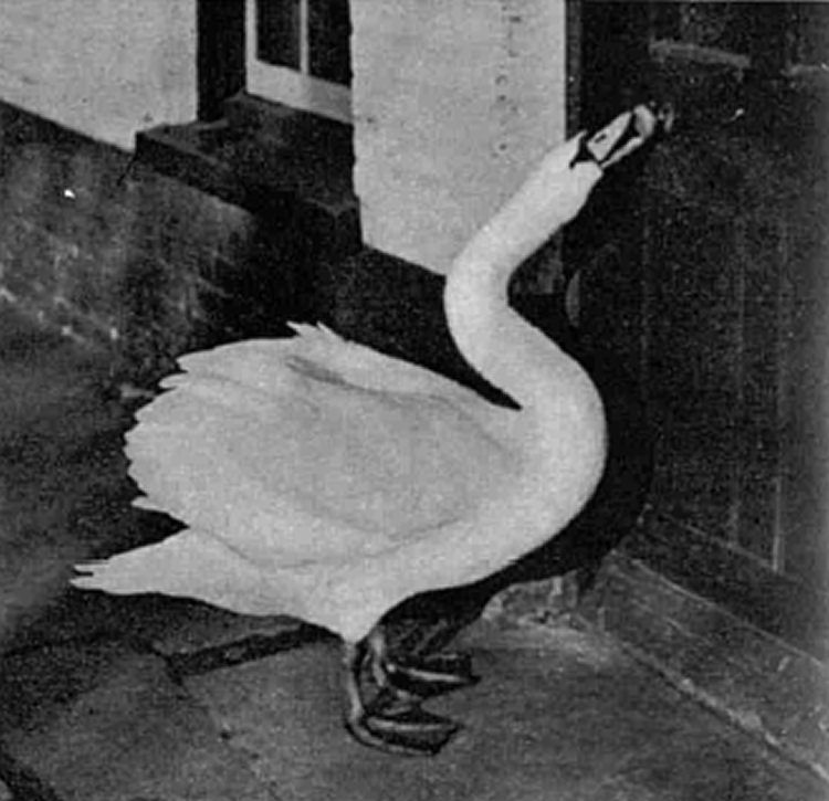 Swan at Rosing Sun 1957