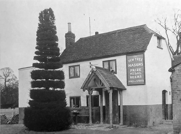 Yew Tree 1953