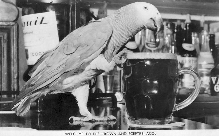 Performing parrot