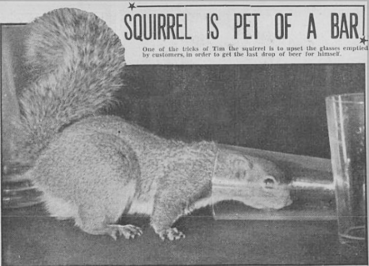 New Cock squirrel 1940