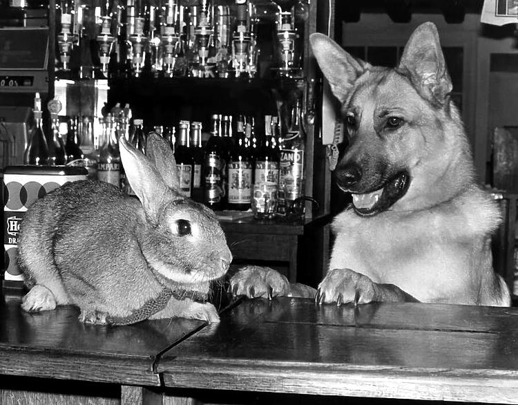 Phoenic bar animals 1977