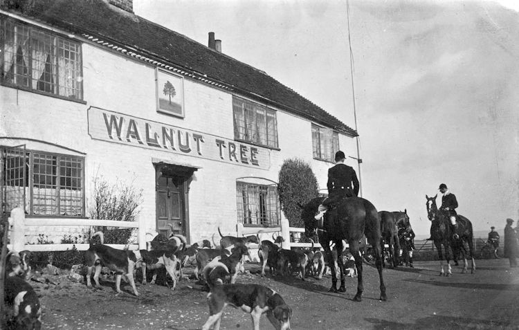 Walnut Tree 1909