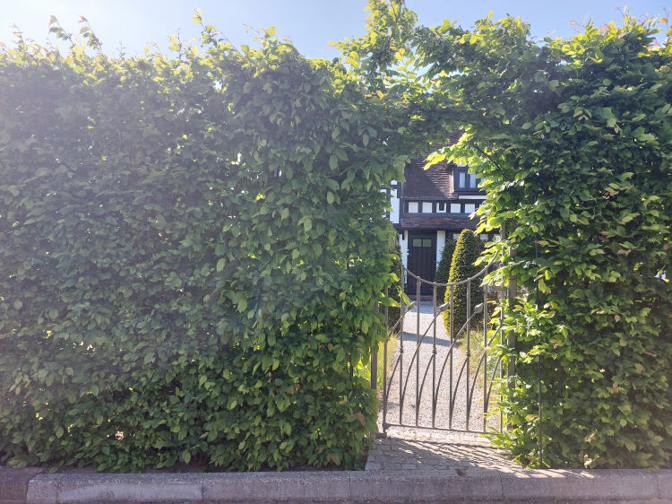 Old Plantation site 2025