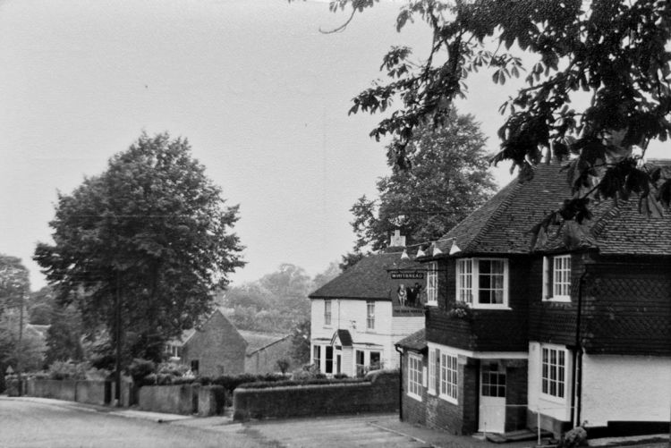 Cock Horse 1979