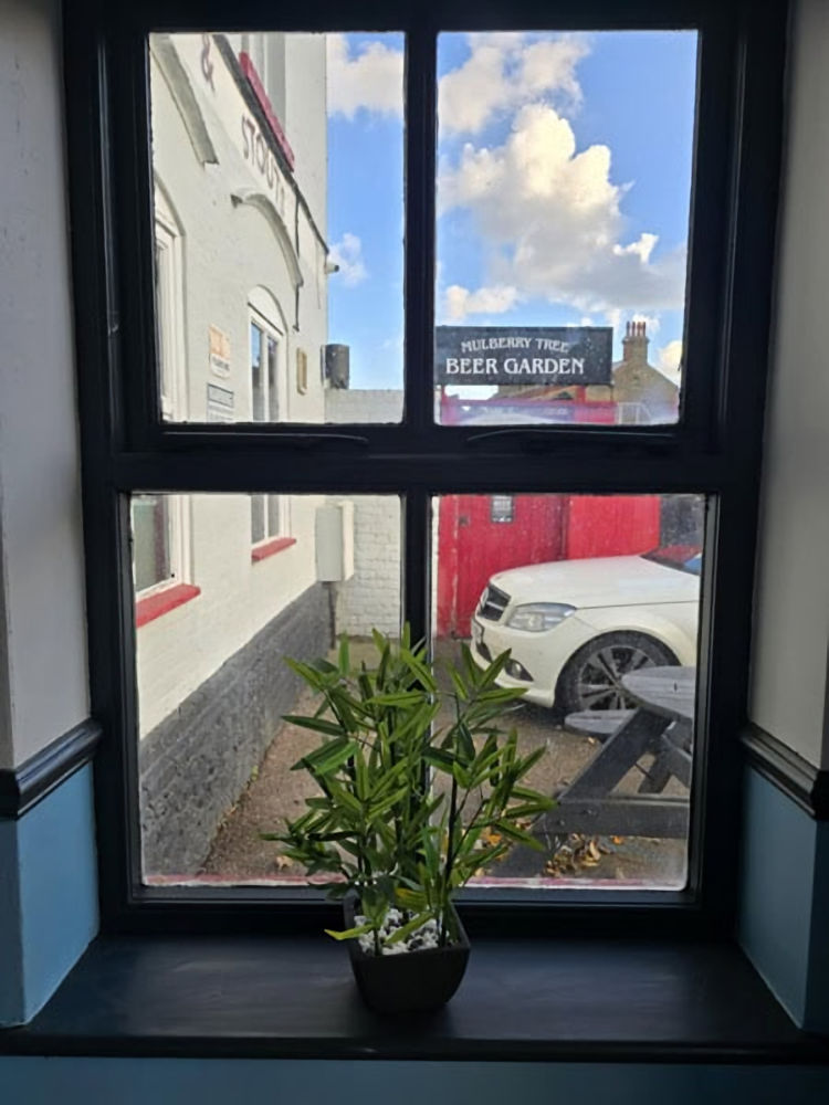 Mulberry Tree view from window 2025